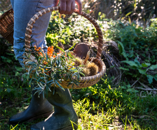 Taster Foraging Workshop - ForageBox