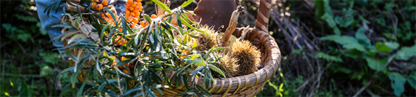 Taster Foraging Workshop - ForageBox